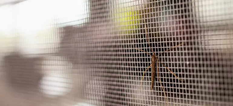 Repair Mosquito Mesh For Windows in Ocala, FL
